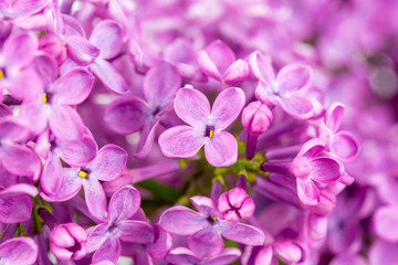 Fototapeta na wymiar Lilac Flowers Blossom