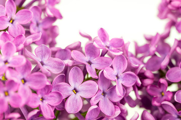 Fototapeta na wymiar Purple Lilac Flowers