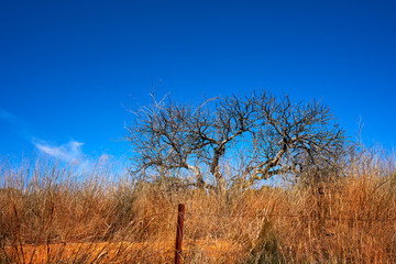 Mediterranean almond and dried grass