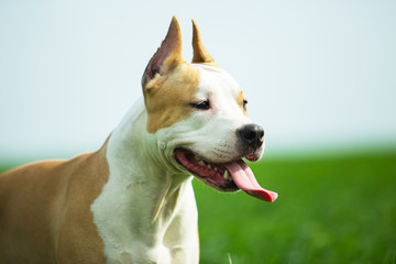 American Staffordshire Terrier