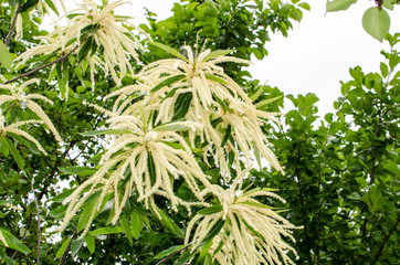 Chestnut flowers, bloom in spring with a delicate scent and colors ranging from ivory white to pale yellow. erect inflorescences, are essential for the production of chestnut honey, nettare e polline. © rikstock