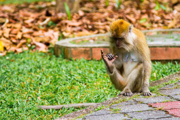 Obraz premium Monkeys, Penang, Malaysia