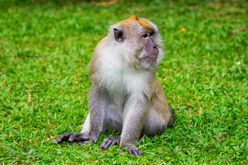 Monkeys, Penang, Malaysia
