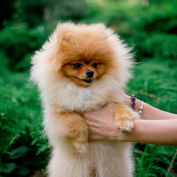 dog pomeranian spitz smiling watch the evening sun at the park's nature.