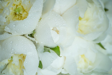 Delicate buds of white peonies. Close-up.
