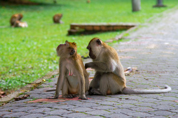 Monkeys, Penang, Malaysia