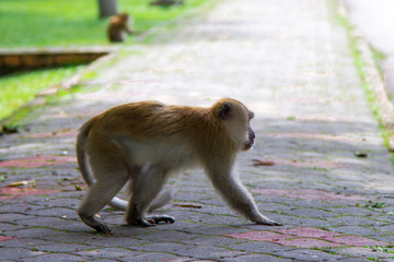 Monkeys, Penang, Malaysia