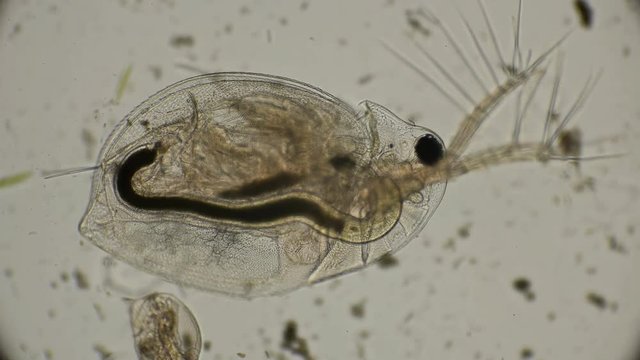 water flea daphnia under a microscope