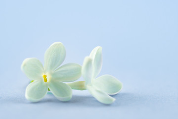 Fototapeta na wymiar White Lilac Flowers