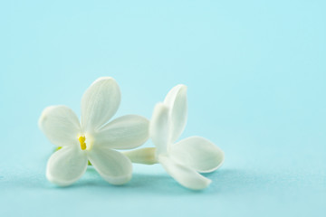Fototapeta na wymiar White small flowers