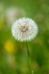 Fluffy dandelion in a park