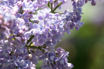 Fototapeta premium Lilac flowers on a tree in the park