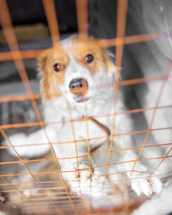 Portrait of a dog behind a metal grid