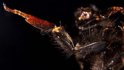 The bee's legs are on a black background