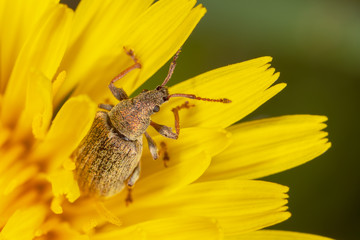 Beetle on a yellow dandelion flower