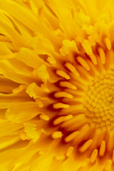 Yellow dandelion as a background