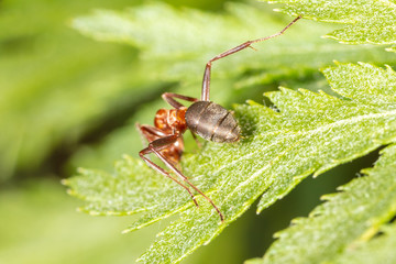 The ant is on the green leaf