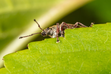 Portrait of a beetle in nature