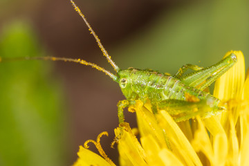 Grasshopper on a yellow dandelion flower