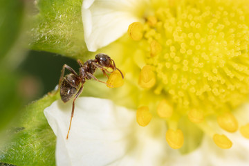 The ant is on a yellow flower