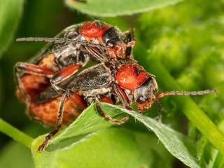 Two beetles make love in nature