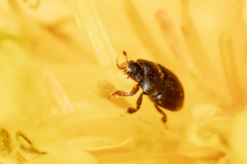 Beetle on a yellow dandelion flower