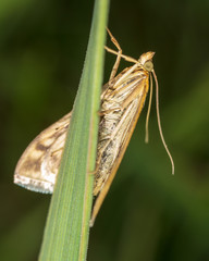 Butterfly on the green grass in nature