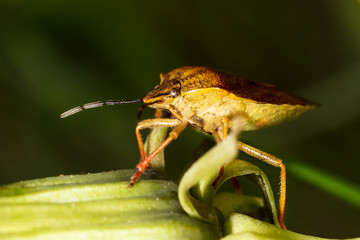 Portrait of a bug bug in nature