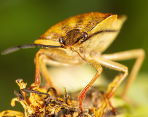 Portrait of a bug bug in nature