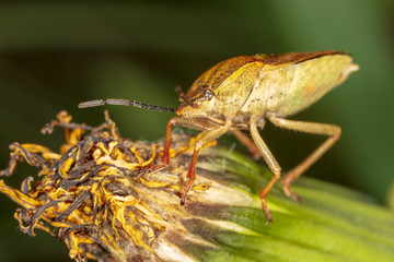 Portrait of a bug bug in nature