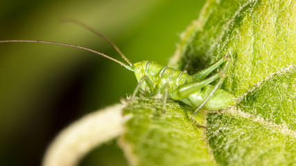 Grasshopper on a green leaf in nature