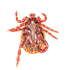 Encephalitis tick isolated on white background