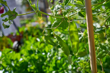 snow peas in urban homestead orchard