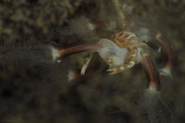 Sea Pen Crab (Porcellanella triloba). Picture was taken in Anilao, Philippines