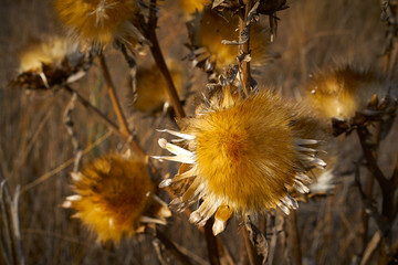 Dried thistle plant in golden meadow