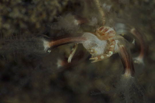 Sea Pen Crab (Porcellanella triloba). Picture was taken in Anilao, Philippines