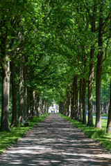 A Canopy road with trees to either side in the Karlsaue park in Kassel