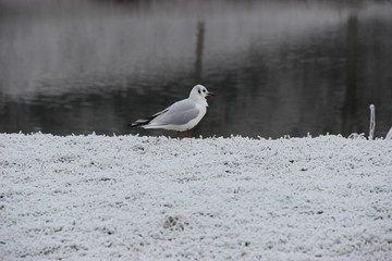 Mouette