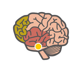 Drawing of the brain. Isolated object on white background