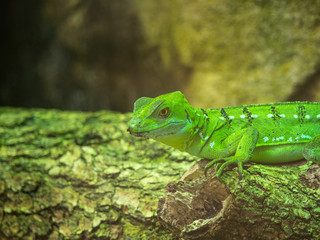 Lézard