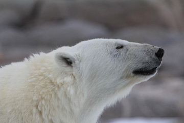 Arctic king