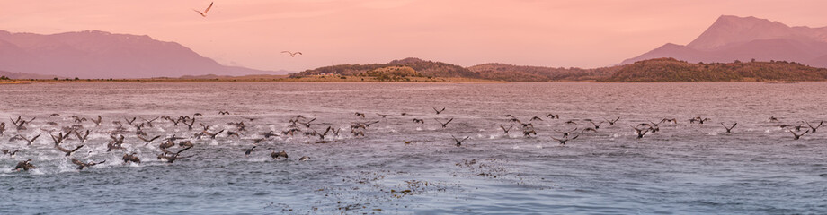 Panoramic view of colony of king cormorants at Beagle Channel, Patagonia, Tierra del Fuego National Park