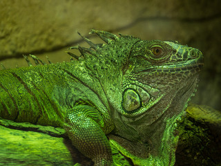 Lézard