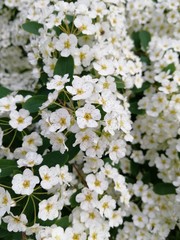 White flowers, close-up. a bush of white flowers.