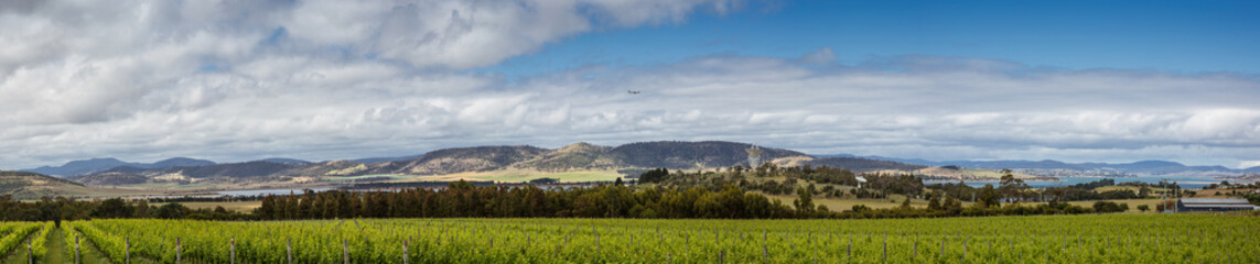 Vineyards in front of Barilla bay in Tasmania