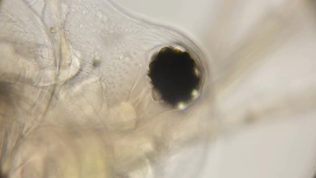 eye of a water flea daphnia under a microscope