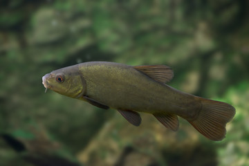 tench - Tinca tinca - fish in nature