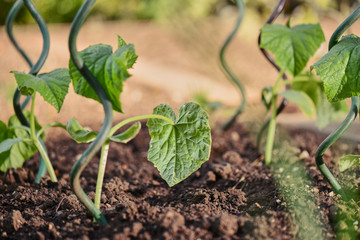 Green nature, on the garden  Fresh young green seedlings having just germinated in soil slowly rise above the soil