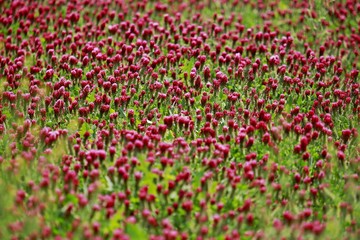 Landscape with bright cardinal, red and green field full of sown clover, green leaves, sunny day