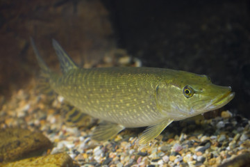 Fototapeta premium Esox lucius - pike fish close up